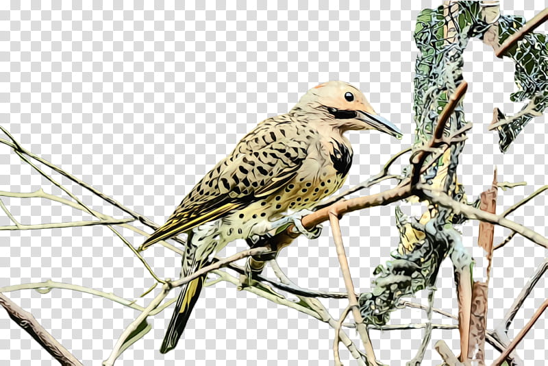 bird beak northern flicker wildlife adaptation, Watercolor, Paint, Wet Ink, Cuckoo, Piciformes, Starling, Cuculiformes transparent background PNG clipart