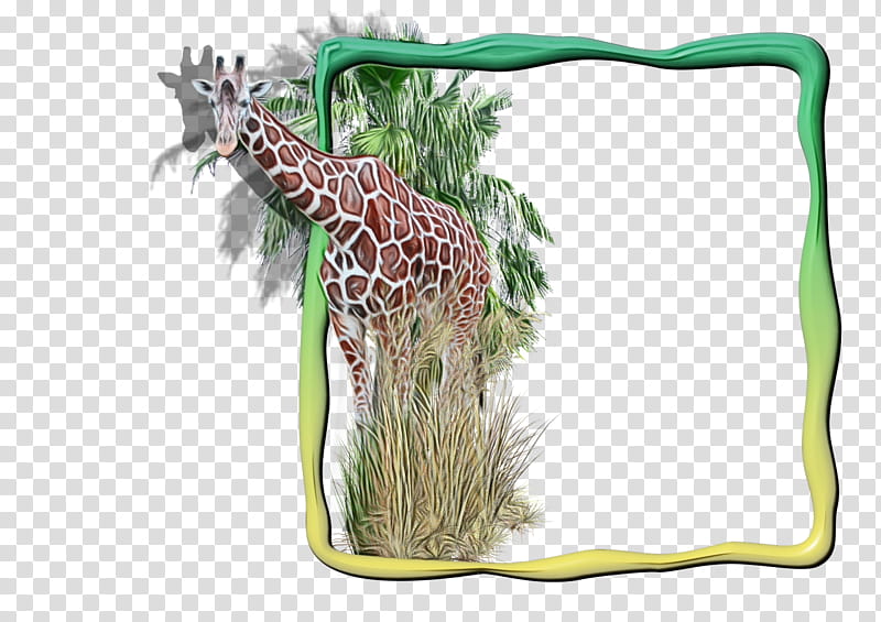 Black Background Frame, Frames, BORDERS AND FRAMES, Film Frame, Digital Frame, Giraffe, Giraffidae, Wildlife transparent background PNG clipart