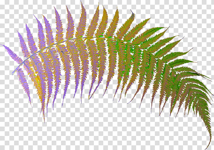 Plants, Fern, Bregner, Leaf, Leptosporangiate Ferns, Tree Fern, Vascular Plant, Shrub transparent background PNG clipart