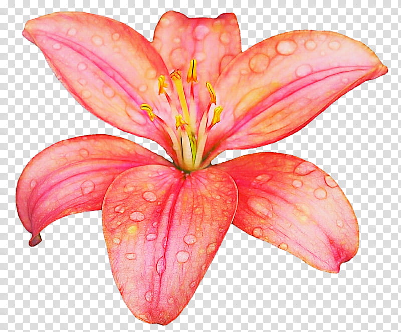 Streaked Lily transparent background PNG clipart