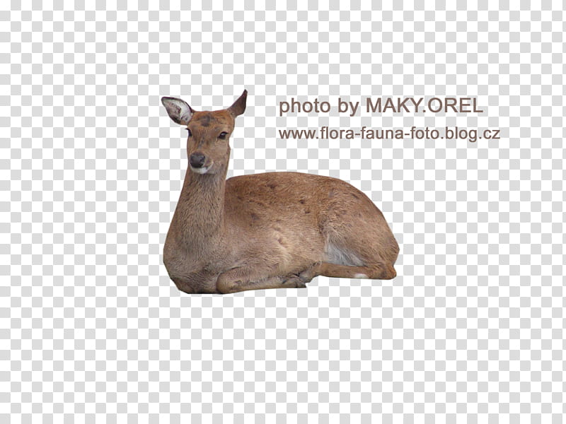 SET Deer female Doe, sitting brown deer transparent background PNG clipart