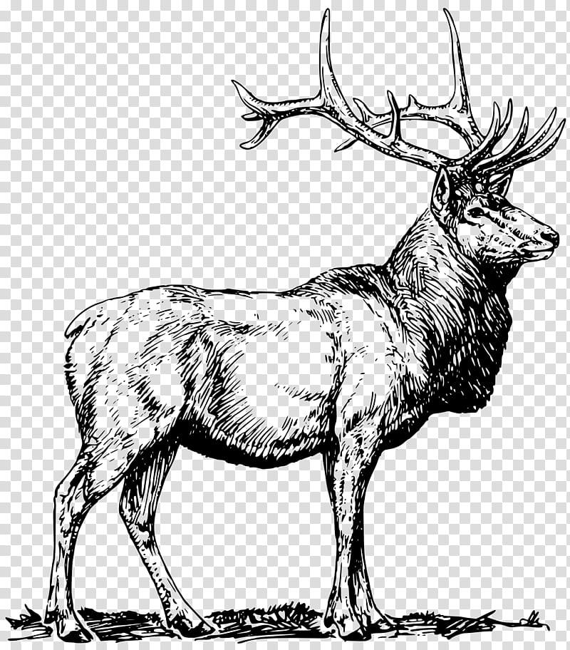 Book Drawing, Elk, Moose, Deer, Reindeer, Wildlife, Antler, Line Art transparent background PNG clipart