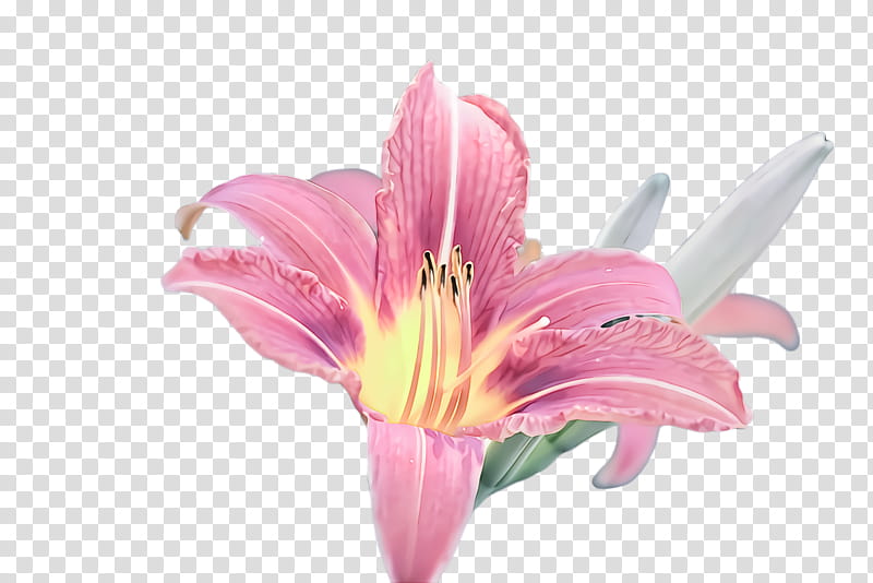 flower lily pink petal plant, Amaryllis Belladonna, Cut Flowers, Lily Family transparent background PNG clipart