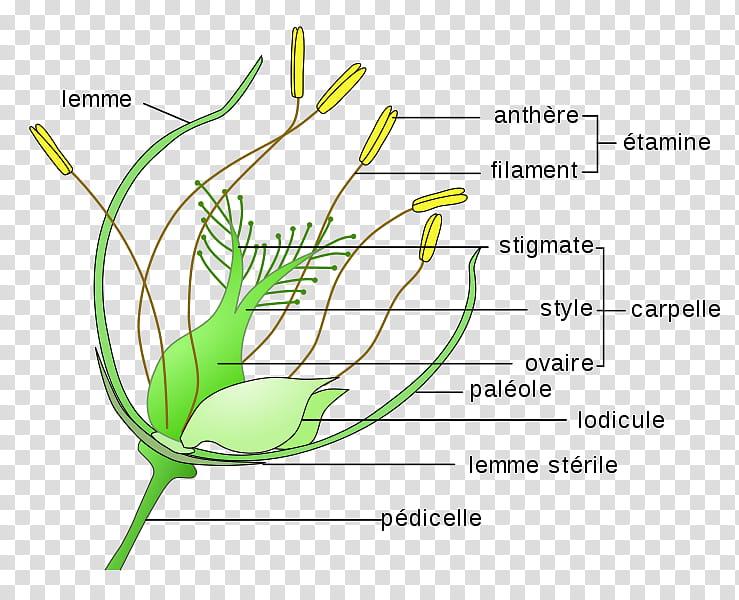 Floral Flower, Grasses, Perianth, Cereal, Grain, Anatomy, Diagram, Spikelet transparent background PNG clipart