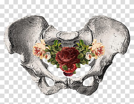 Anatomic Roses s, hip bone illustration transparent background PNG clipart