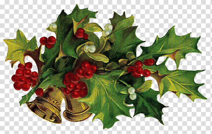 Holly, Flower, Leaf, Plant, Plane, American Holly, Hawthorn, Branch transparent background PNG clipart