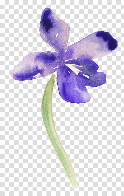 Purple Watercolor Flower, Narcissus, Watercolor Painting, Bunchflowered Daffodil, Ink, Violet, Lilac, Petal transparent background PNG clipart