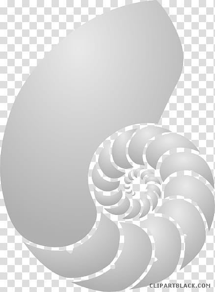 Black Circle, Nautilidae, Seashell, Chambered Nautilus, Mollusc Shell, Drawing, Spiral, Black And White transparent background PNG clipart