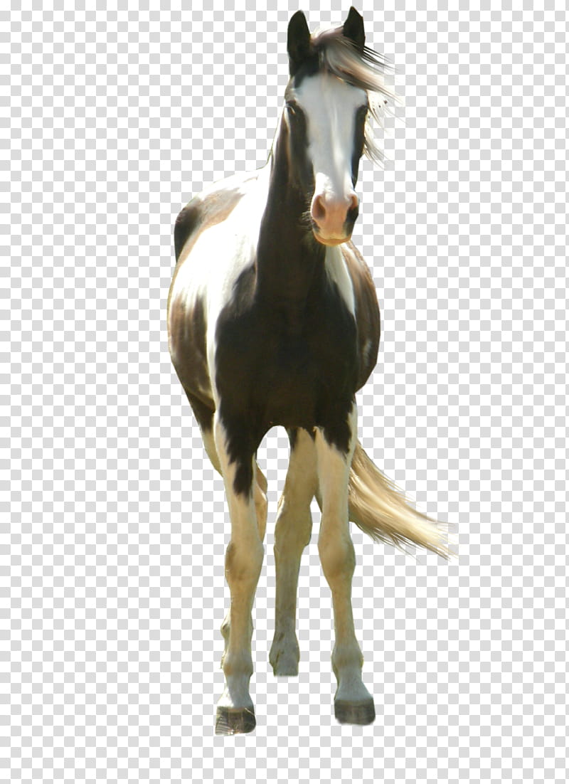 Paint Horse Precut, white and brown horse transparent background PNG clipart