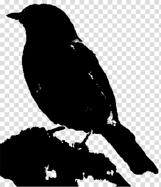 Bird Silhouette, American Crow, Beak, Common Raven, Blackbird, Rook, New Caledonian Crow, Crowlike Bird transparent background PNG clipart
