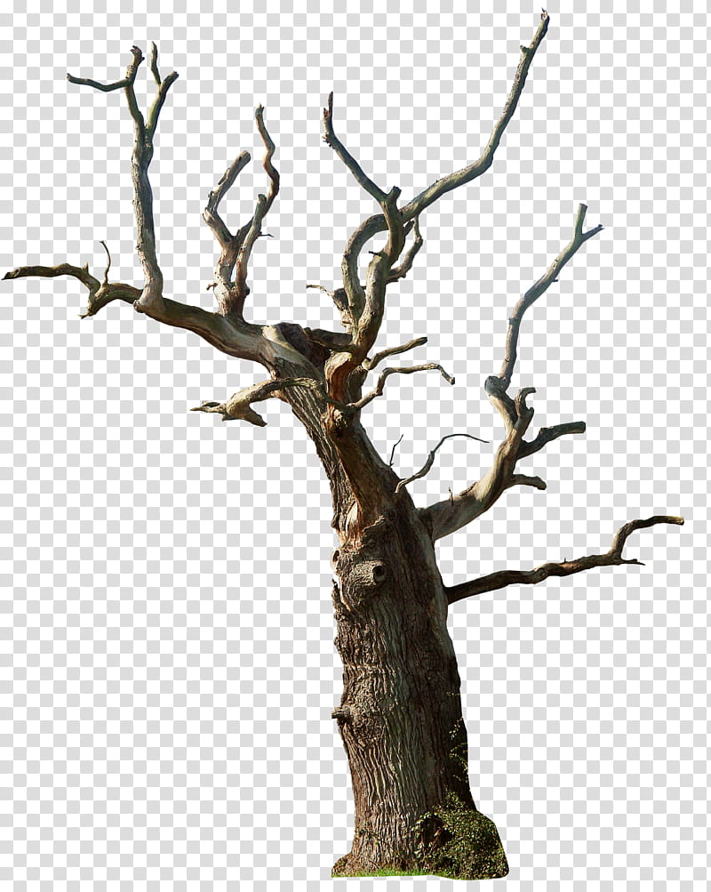 Dead tree , withered tree transparent background PNG clipart