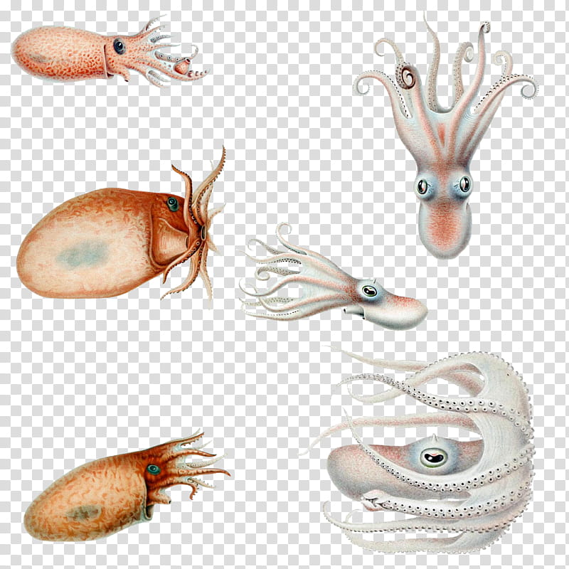 Fishies , white and brown octopuses illustration transparent background PNG clipart