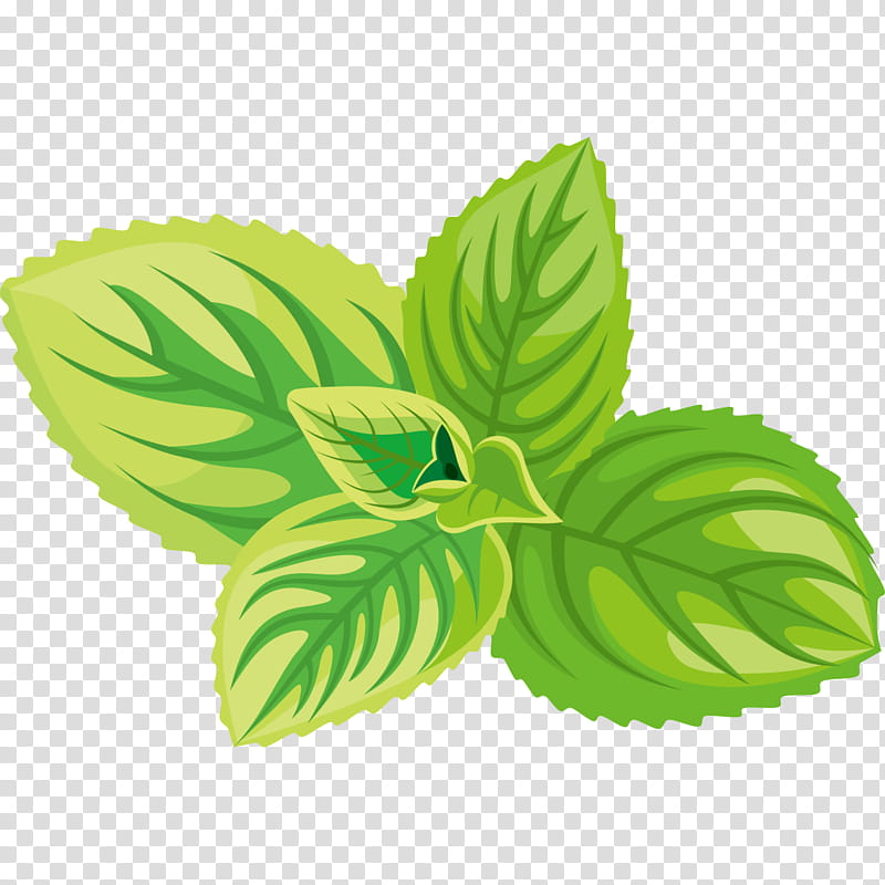 Leaf Green Tea, Peppermint, Apple Mint, Herb, Spearmint, Mint Leaf, Spice, Plant transparent background PNG clipart