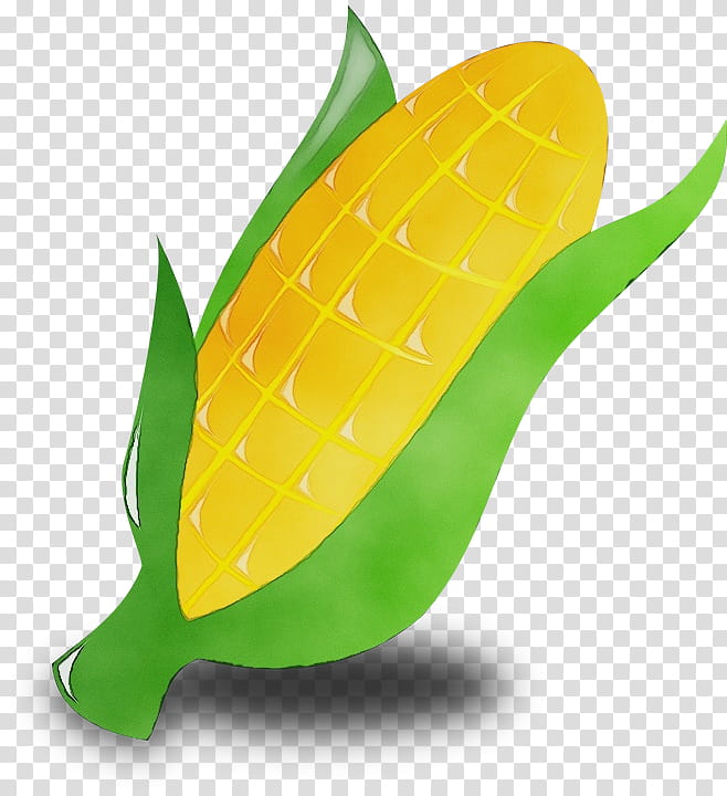 Leaf Watercolor, Paint, Wet Ink, Corn On The Cob, Seasonal , Maize, Popcorn, Sweet Corn transparent background PNG clipart