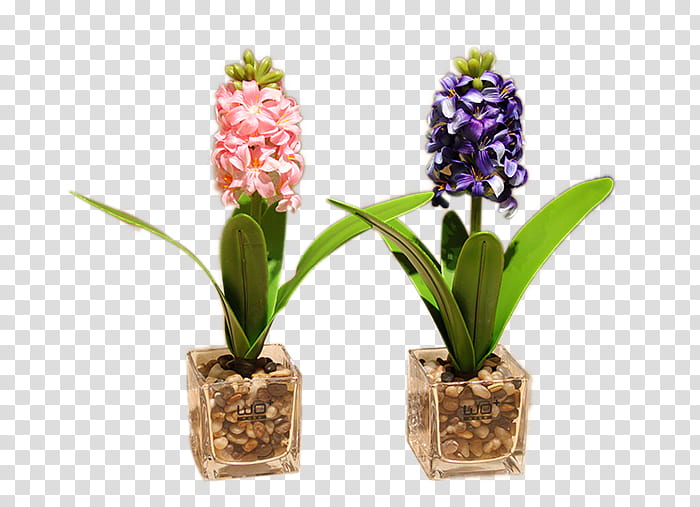 Flowers, Moth Orchids, Hyacinth, Laceleaf, Artificial Flower, Cut Flowers, Floristry, Flowerpot transparent background PNG clipart