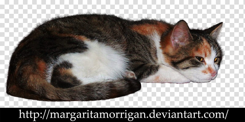 tricolor cat, calico cat lying transparent background PNG clipart
