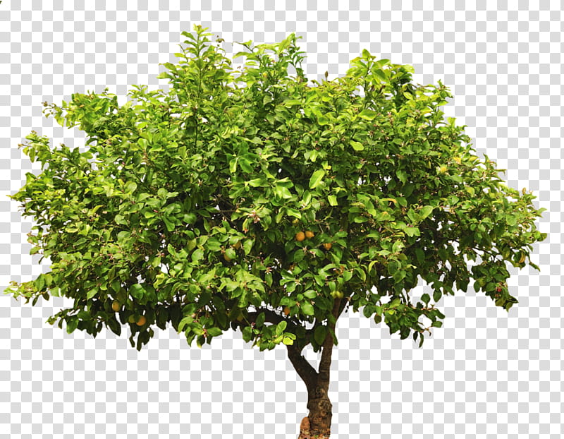 orange tree transparent background PNG clipart