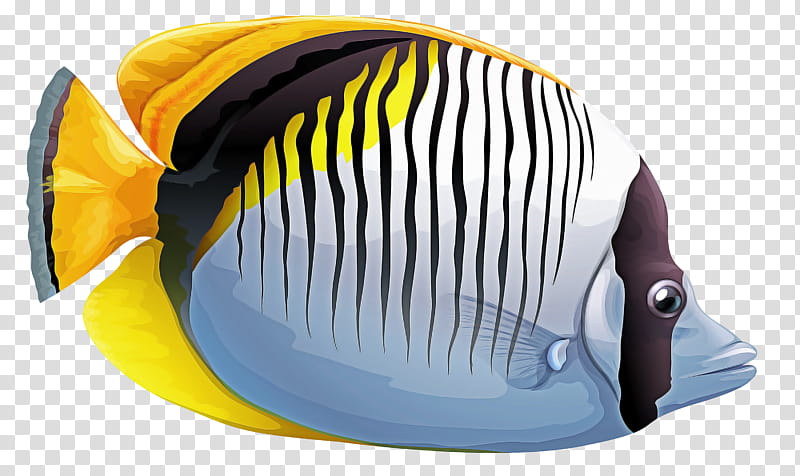fish pomacanthidae holacanthus yellow butterflyfish, Pomacentridae, Seafood transparent background PNG clipart