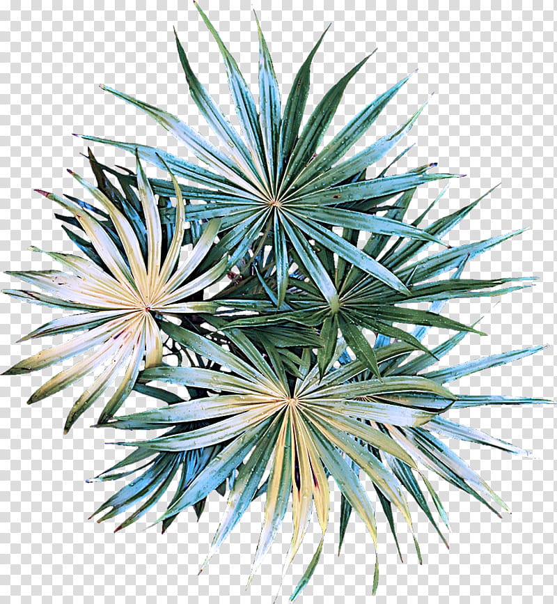 flower leaf plant colorado spruce tree, Yucca, Terrestrial Plant, Arecales transparent background PNG clipart