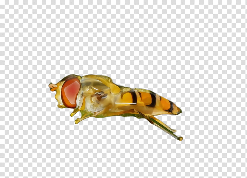 insect pest honeybee drosophila melanogaster fly, Watercolor, Paint, Wet Ink, Yellow, Hoverfly, Membranewinged Insect transparent background PNG clipart