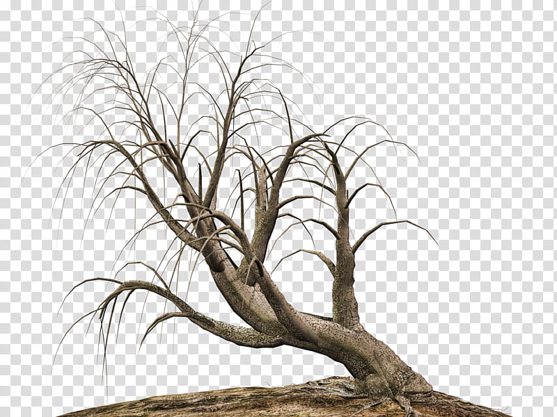 Trees , withered tree painting transparent background PNG clipart