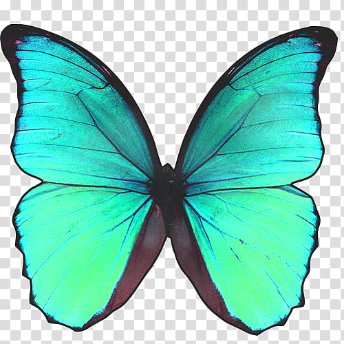 Mariposas, teal and black butterfly transparent background PNG clipart