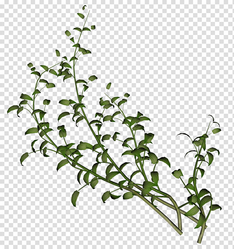 D Creeping Plants, green leaf illustration transparent background PNG clipart