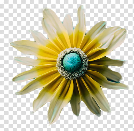 Romanesque, white and yellow daisy transparent background PNG clipart