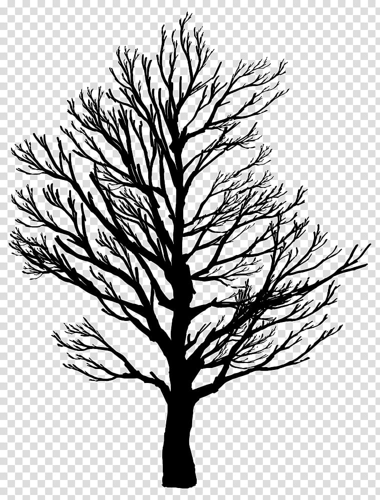 Family Tree Silhouette, Computer Icons, Branch, Art, Oak, Drawing, , White Pine transparent background PNG clipart