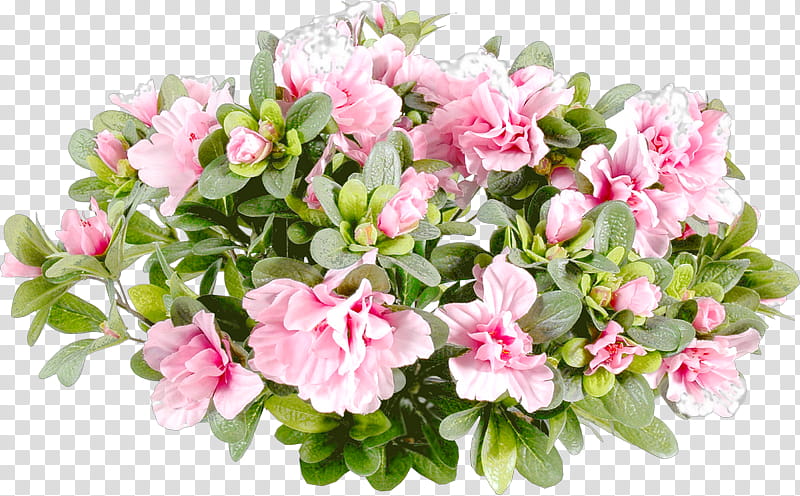Pink Flower, Garden Roses, Flower Bouquet, White, Chrysanthemum, Gratis, Transvaal Daisy, Price transparent background PNG clipart
