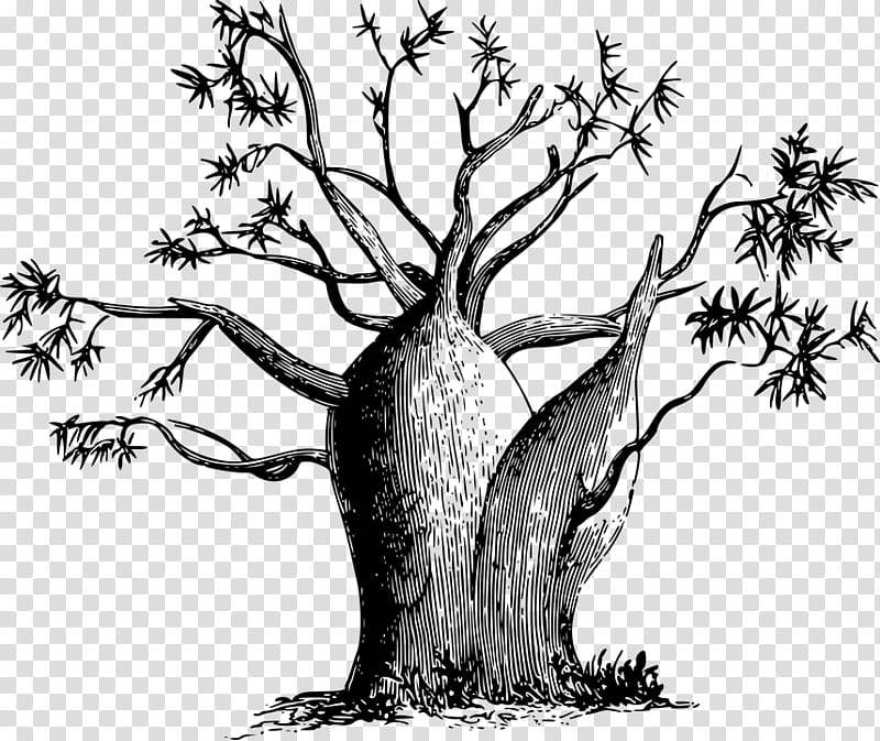 Tree Trunk Drawing, Adansonia Digitata, Adansonia Gregorii, Baobabfrucht, Plants, Branch, Woody Plant, Root transparent background PNG clipart