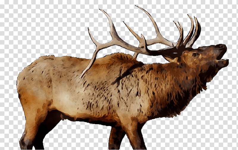 Reindeer, Elk, Cattle, Animal, Barren Ground Caribou, Antler, Wildlife, Horn transparent background PNG clipart