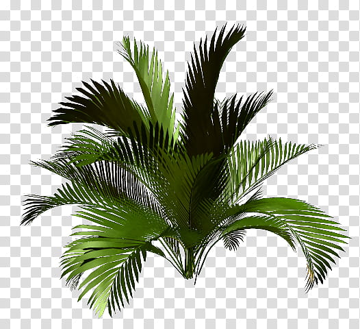 Coconut Tree, Asian Palmyra Palm, Babassu, Jacket, Coat, montage, Plant, Vegetation transparent background PNG clipart