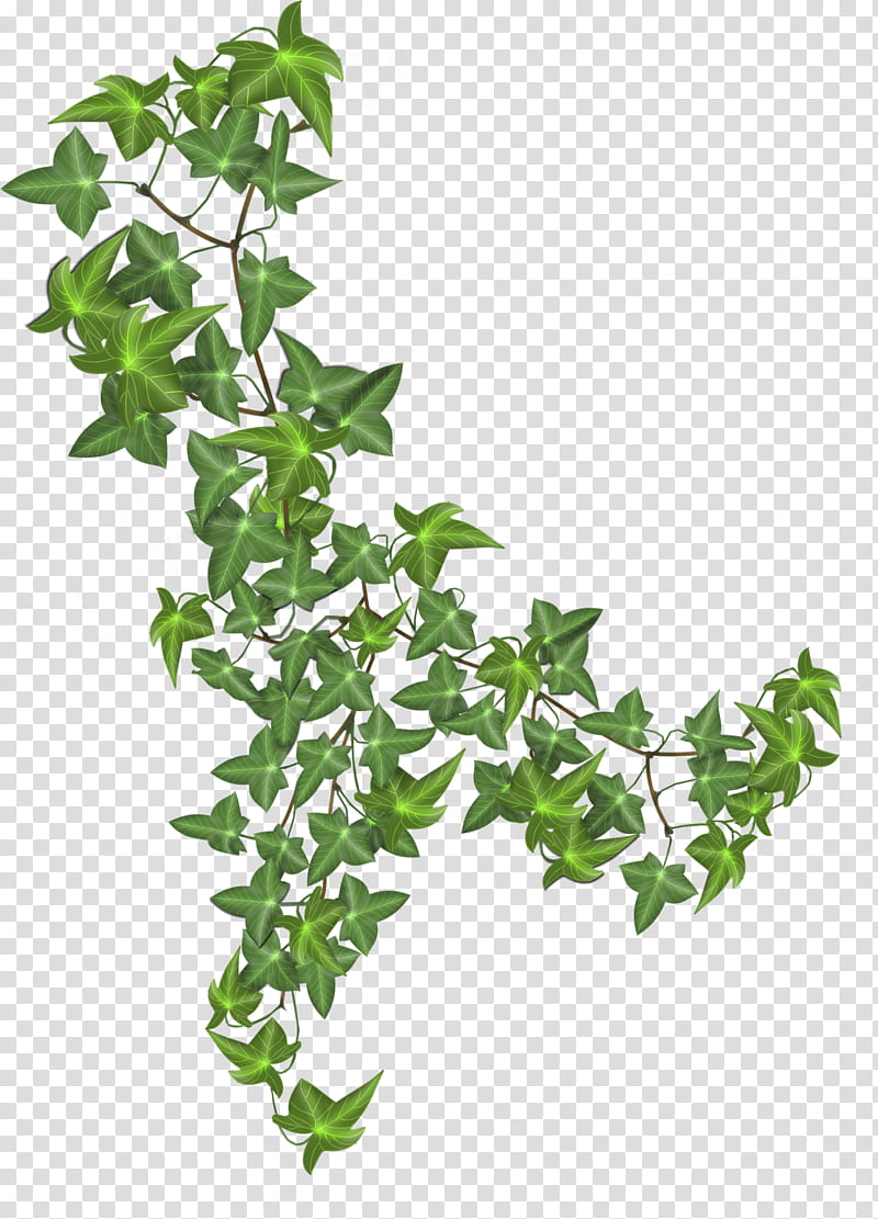 ivy, green flower illustration transparent background PNG clipart