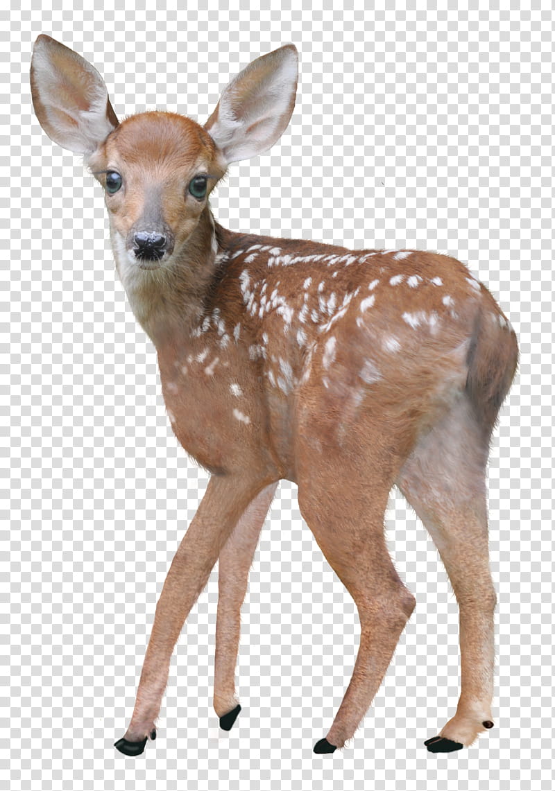 Deers , brown and white spotted deer transparent background PNG clipart
