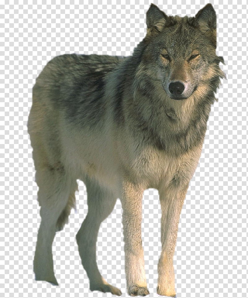 Lone, gray wolf transparent background PNG clipart