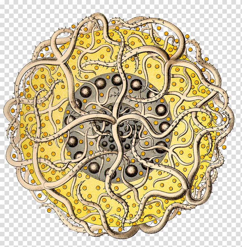 Cartoon Nature, Art Forms In Nature The Prints Of Ernst Haeckel, Radiolaria, Protozoa, Phaeodarea, Amoeba, Basil Ede, Yellow transparent background PNG clipart