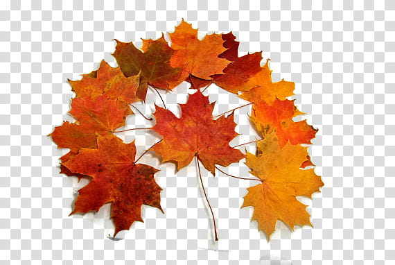 Leaves , red and yellow maple leaves transparent background PNG clipart