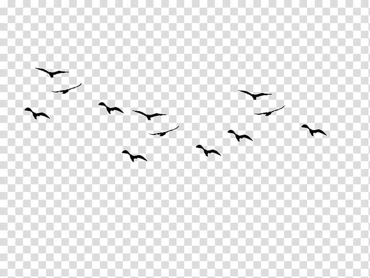 Swallow Bird, Bird Flight, Flock, Silhouette, Bird Migration, Barn Swallow, Bird Nest, Drawing transparent background PNG clipart
