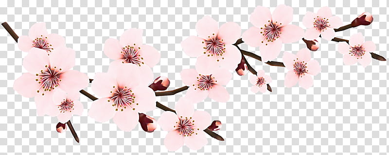 Cherry blossom, Pink, Flower, Plant, Petal, Spring
, Branch transparent background PNG clipart