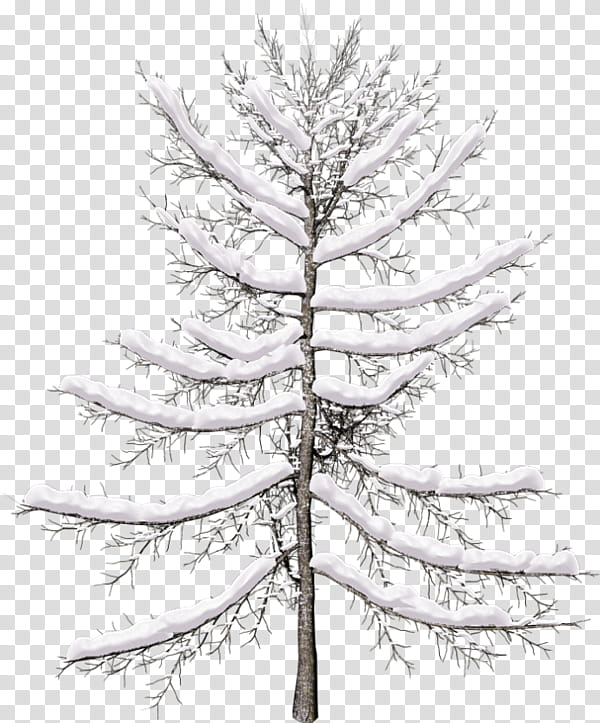 Christmas Black And White, Spruce, Fir, Pine, Larch, Tree, Twig, Evergreen transparent background PNG clipart