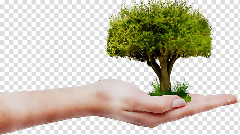 Arbor Day, Monaco, Jaipur, Gemina, Company, Le Grill, Video, Organization transparent background PNG clipart
