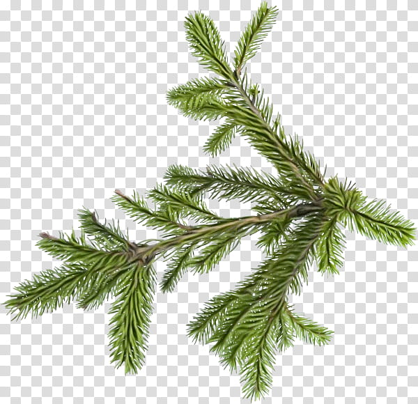 shortleaf black spruce white pine yellow fir canadian fir plant, Watercolor, Paint, Wet Ink, Tree, Oregon Pine, Jack Pine, Columbian Spruce transparent background PNG clipart