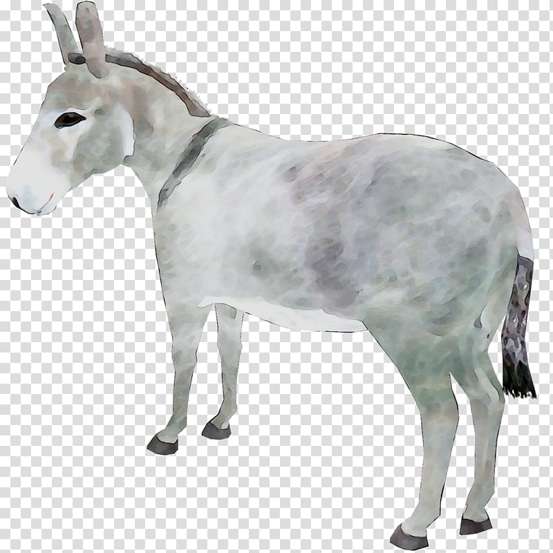 Goat, Cattle, Donkey, Snout, Animal, Mule, Burro, Animal Figure transparent background PNG clipart