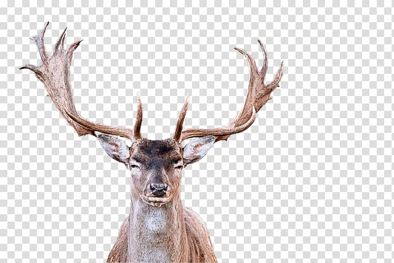 Reindeer, Horn, Elk, Antler, Wildlife, Barren Ground Caribou, Natural Material transparent background PNG clipart