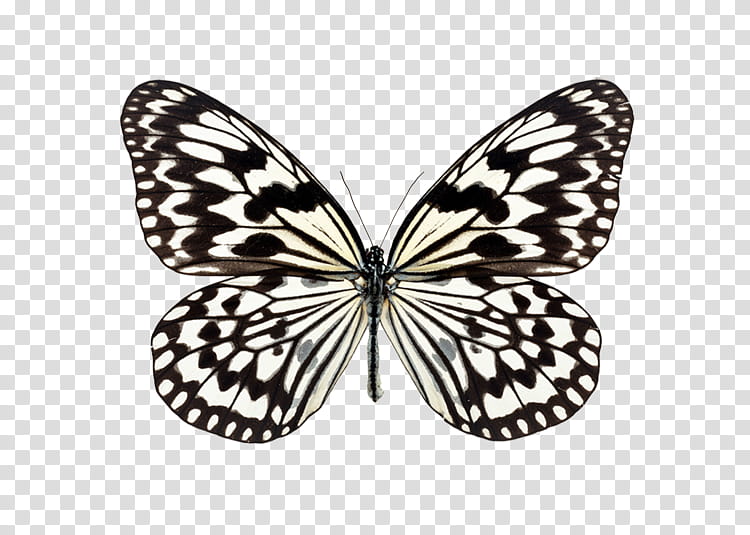 Butterfly Drawing, Moths And Butterflies, Cynthia Subgenus, Insect, Pollinator, Melanargia, Brushfooted Butterfly, Blackandwhite transparent background PNG clipart