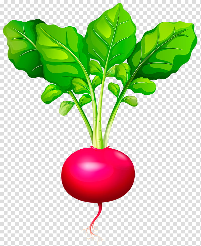 Flower Stem, Radish, Vegetable, Daikon, Food, Beet, Beetroot, Leaf transparent background PNG clipart