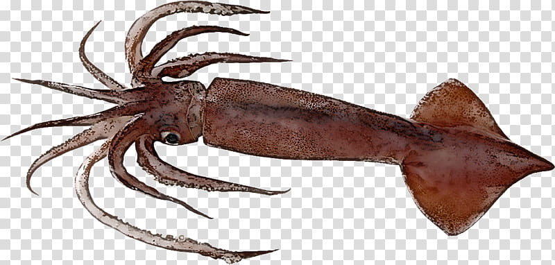 squid octopus seafood animal figure giant pacific octopus, Giant Squid transparent background PNG clipart