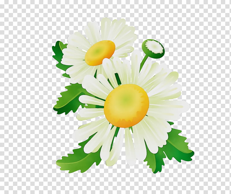 Daisy, Watercolor, Paint, Wet Ink, Mayweed, Flower, Chamomile, Camomile transparent background PNG clipart