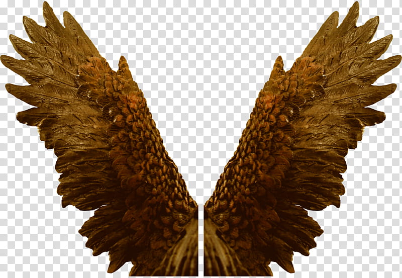 Eagle Angel Wings Zip , brown wings transparent background PNG clipart